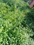 7,700sqm Hotel Land for Sale, Mabushi - 1