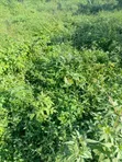 7,700sqm Hotel Land for Sale, Mabushi - 2
