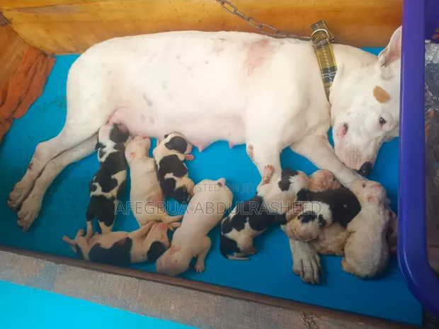 0-1 Month Female Purebred American Pit Bull Terrier Puppy - 1