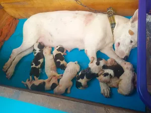 Yarinyar American Pit Bull Terrier Mai Tsarki, Wata 0-1