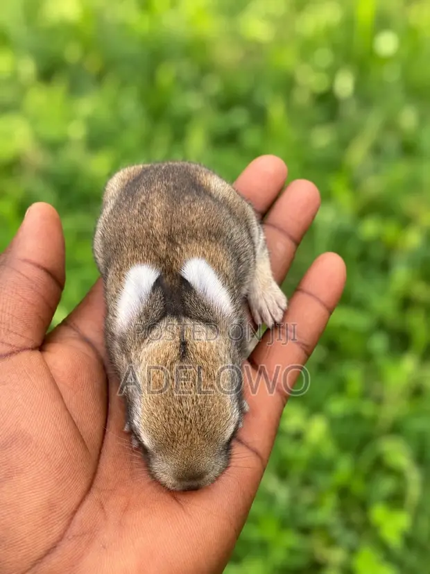 Healthy Weaner Rabbits Available - 1