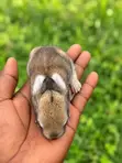 Healthy Weaner Rabbits Available - 1