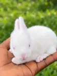 Healthy Weaner Rabbits Available - 2