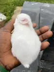 Healthy Weaner Rabbits Available - 3