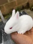 Healthy Weaner Rabbits Available - 4