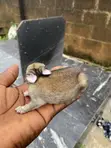 Healthy Weaner Rabbits Available - 5