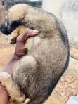 Zuriya German Shepherd Puppy - Makonni 7 - 2