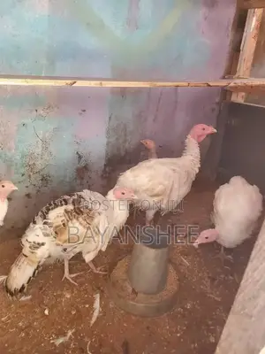 6 Months Old Local Turkeys (5 Available)