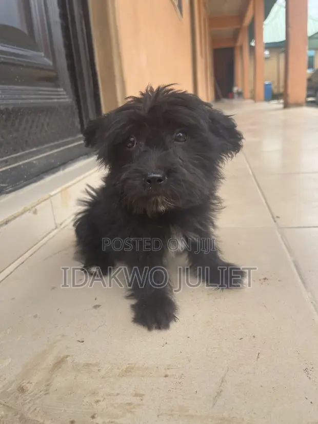 Male Lhasa Apso Mix Puppy, 1-3 Months Old - 1