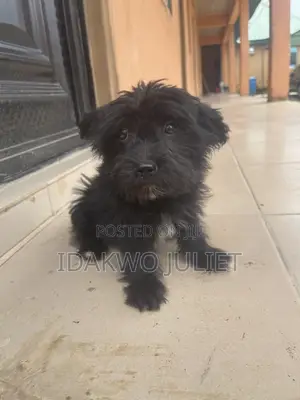 Male Lhasa Apso Mix Puppy, 1-3 Months Old