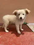 Male Lhasa Apso Mix Puppy, 1-3 Months Old - 2