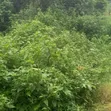 Residential Land for Sale in Akure - 3