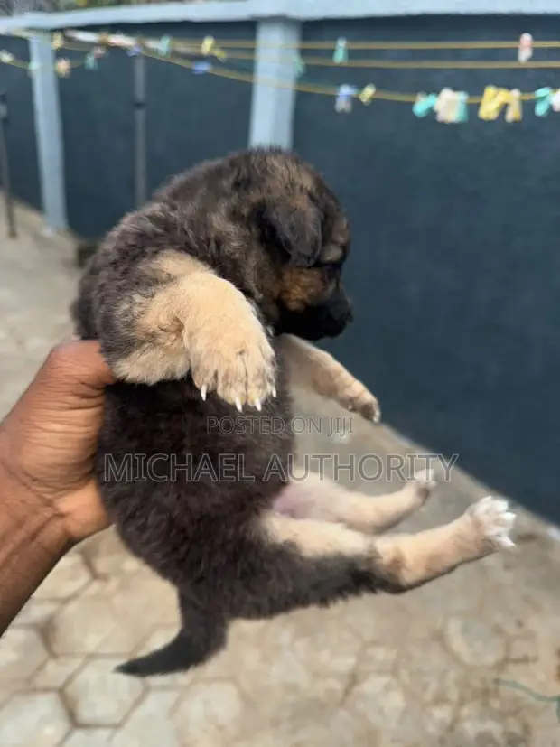 Female German Shepherd Puppy (0-1 Month) - 1