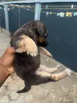 Female German Shepherd Puppy (0-1 Month) - 1