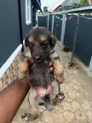Female German Shepherd Puppy (0-1 Month)