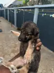 Female German Shepherd Puppy (0-1 Month) - 3