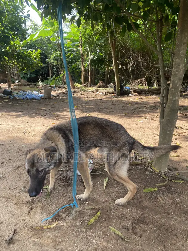 Purebred German Shepherd Stud - 1+ Year Male - 1