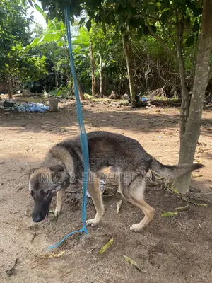 Purebred German Shepherd Stud - 1+ Year Male