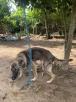 Purebred German Shepherd Stud - 1+ Year Male - 1