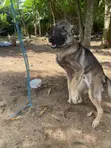 Purebred German Shepherd Stud - 1+ Year Male - 2