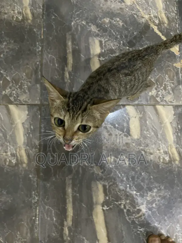 Purebred Female Cat, 3-6 Months Old - 1