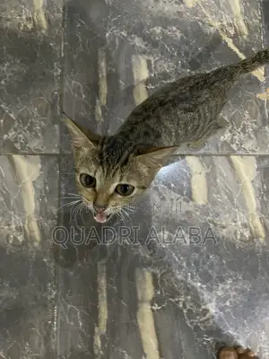 Purebred Female Cat, 3-6 Months Old
