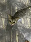 Purebred Female Cat, 3-6 Months Old - 1