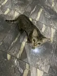 Purebred Female Cat, 3-6 Months Old - 3