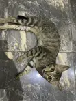 Purebred Female Cat, 3-6 Months Old - 4