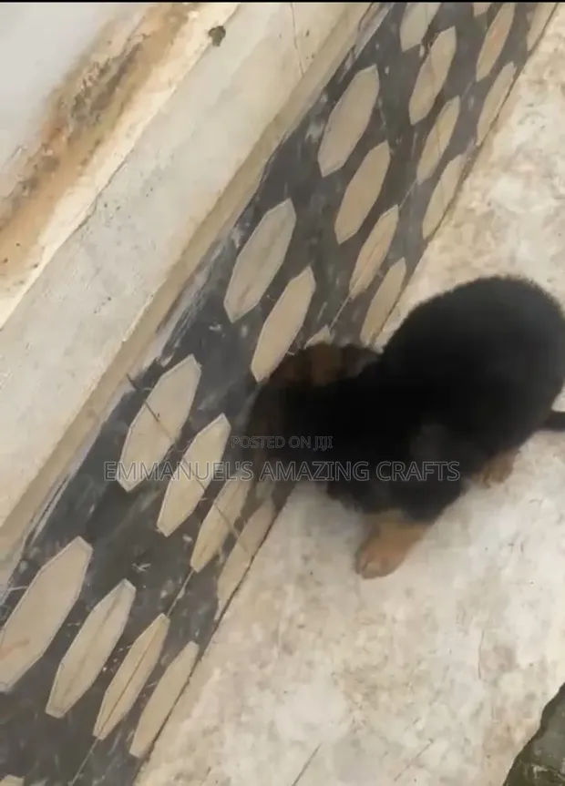 Purebred German Shepherd Puppy (1-3 Months) - 1