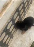 Purebred German Shepherd Puppy (1-3 Months) - 1