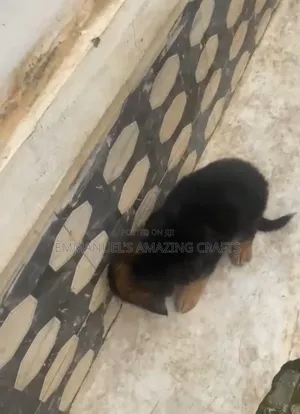 Purebred German Shepherd Puppy (1-3 Months)