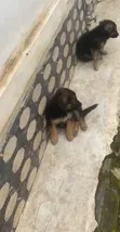 Purebred German Shepherd Puppy (1-3 Months) - 3