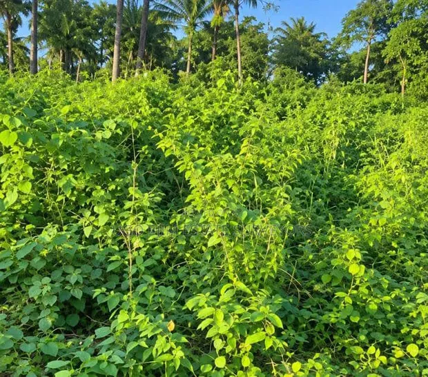 3 Plots of Empty Land for Sale in Isiokpo Town - 1