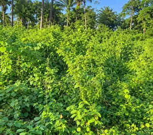 3 Plots of Empty Land for Sale in Isiokpo Town