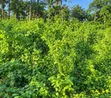 3 Plots na Ƙasa Marar Ginin da za a saya a Garin Isiokpo - 1