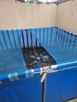 Ezeudo Fish Farm - Tilapia - 2