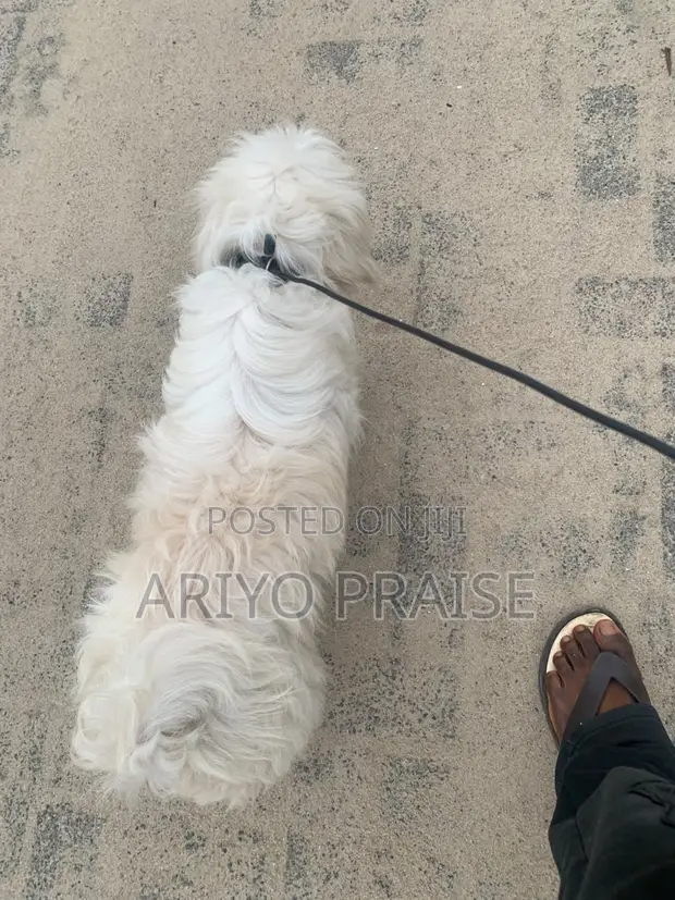 Purebred Lhasa Apso - 1+ Year Female - 1