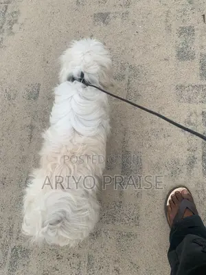 Purebred Lhasa Apso - 1+ Year Female