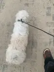Purebred Lhasa Apso - 1+ Year Female - 1