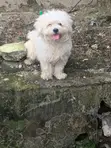 Purebred Lhasa Apso - 1+ Year Female - 2