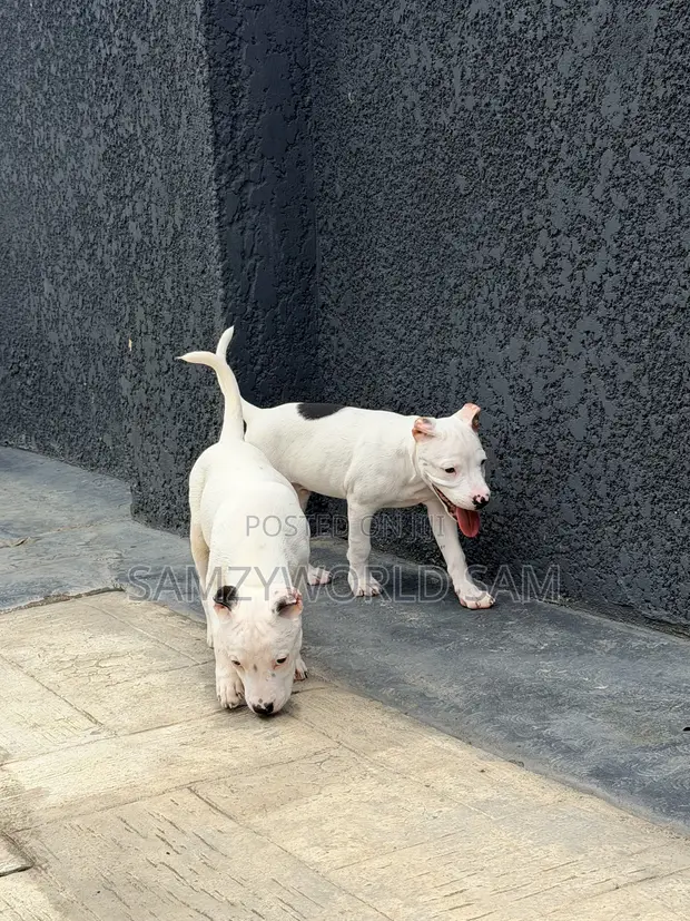 1-3 Month Female Purebred American Pit Bull Terrier - 1