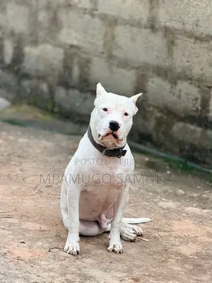 1-3 Month Female Purebred American Pit Bull Terrier