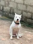 1-3 Month Female Purebred American Pit Bull Terrier - 4