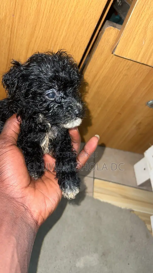1-3 Month Male Purebred Poodle Puppy - 1