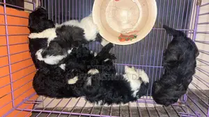 1-3 Month Male Purebred Poodle Puppy