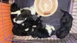 1-3 Month Male Purebred Poodle Puppy - 2