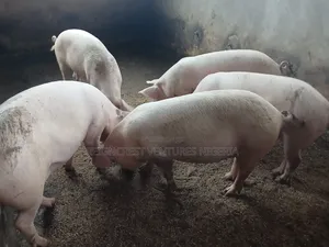 Pigs for Sale - Weaners, Growers, Adults
