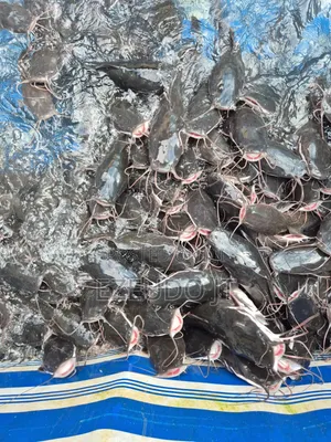 Ezeudo Fishfarm - Kifin Kayan Gona na Halal