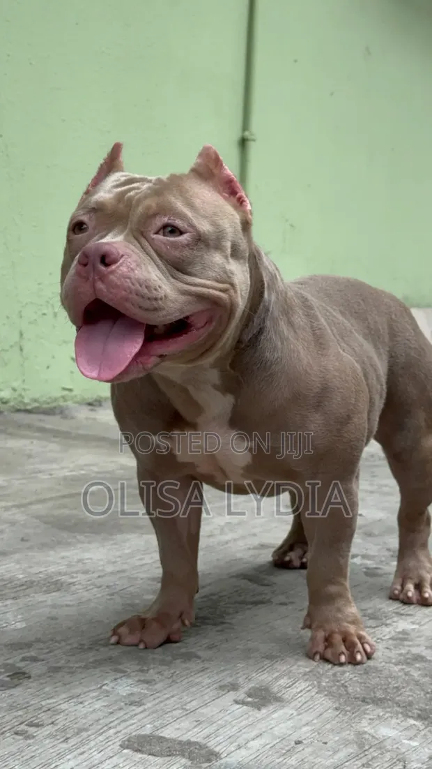 Purebred American Bully Puppies (3-6 Months) - 1